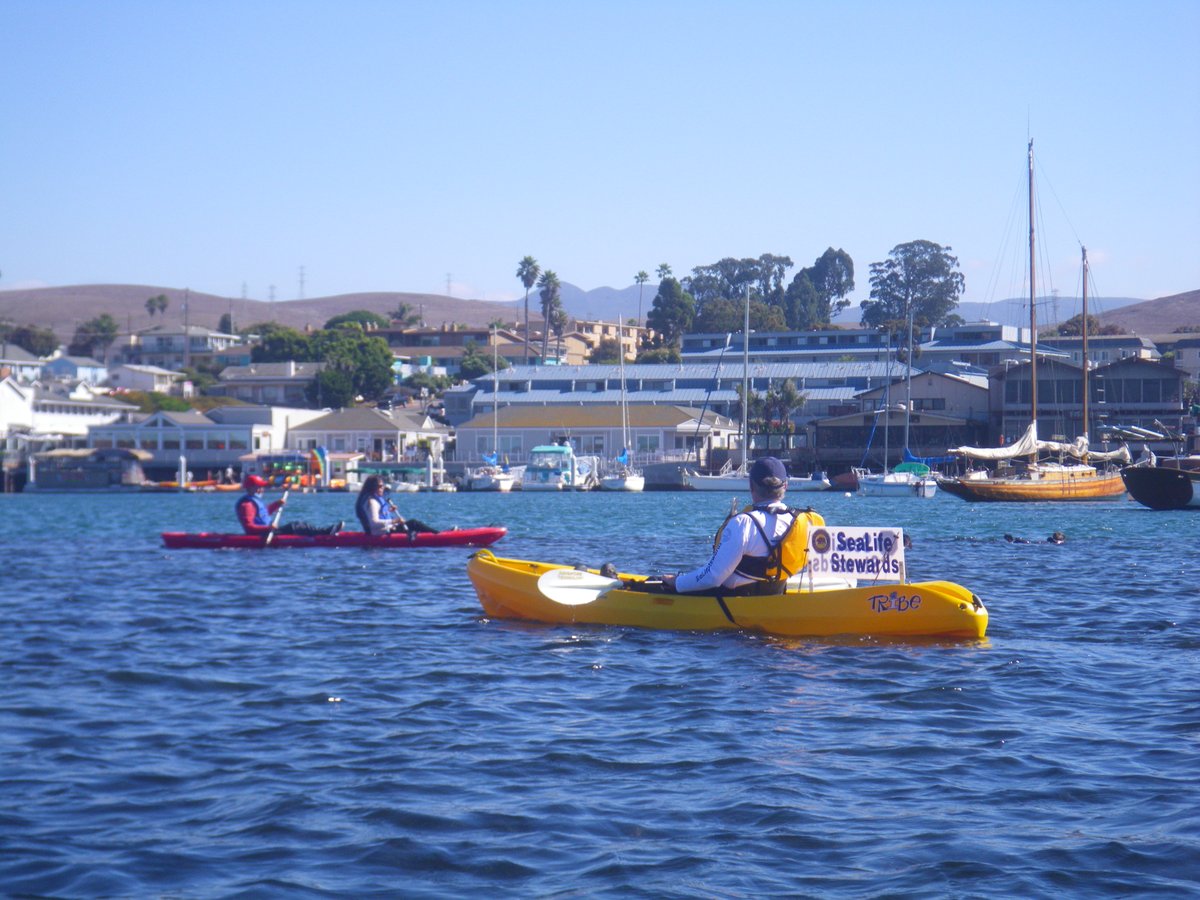 When observing wildlife on the water, be sure to stay at least 5 kayak lengths away from animals. Don't touch, feed or surround wildlife. To report injured or endangered wildlife, visit bit.ly/3wt2AC8.
 
#WildlifeWednesday🐬 #NationalSafeBoatingWeek <a href="/Boat_California/">DBW</a>