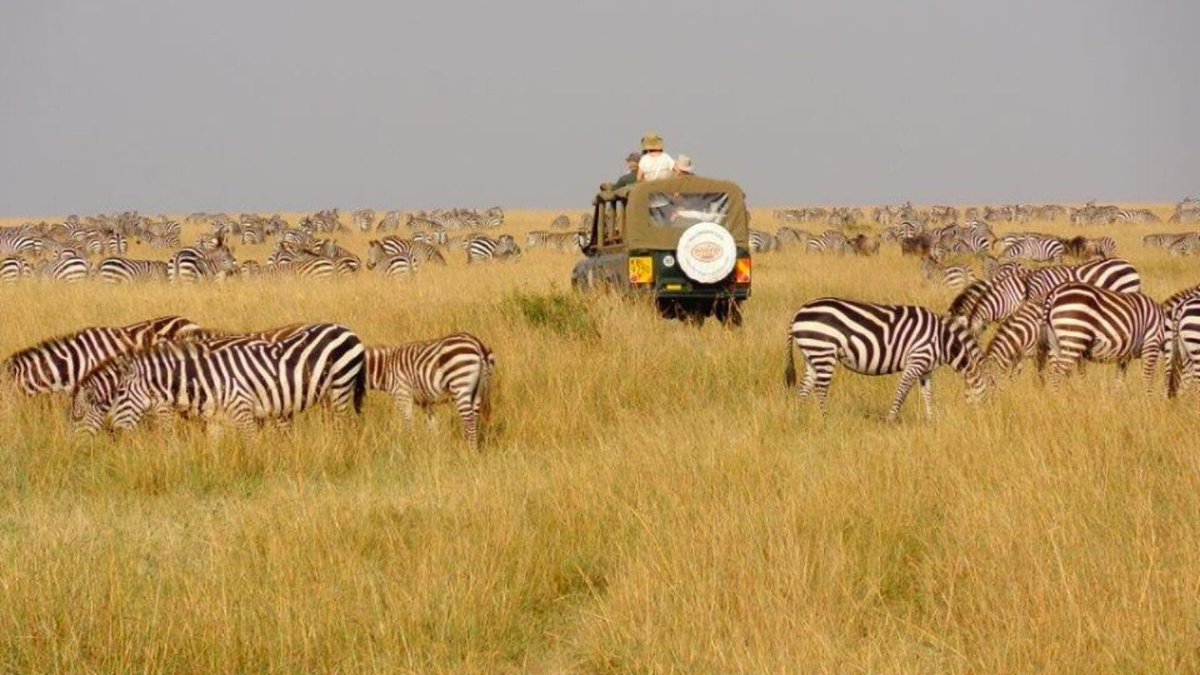 bookallsafaris's tweet photo. If you highly value privacy and flexibility, then #privatesafaris are a great choice for your next adventure.
You will have an experienced guide and driver at your disposal during your trip, so you are free to discover the wildlife at your own pace. 
https://t.co/5l92VyQ3tX https://t.co/Zc2DcfXYzH