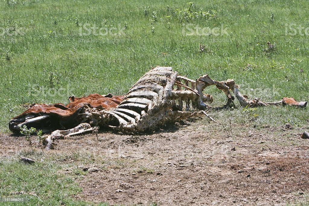 RGoofer's tweet image. Beef-fed Grass