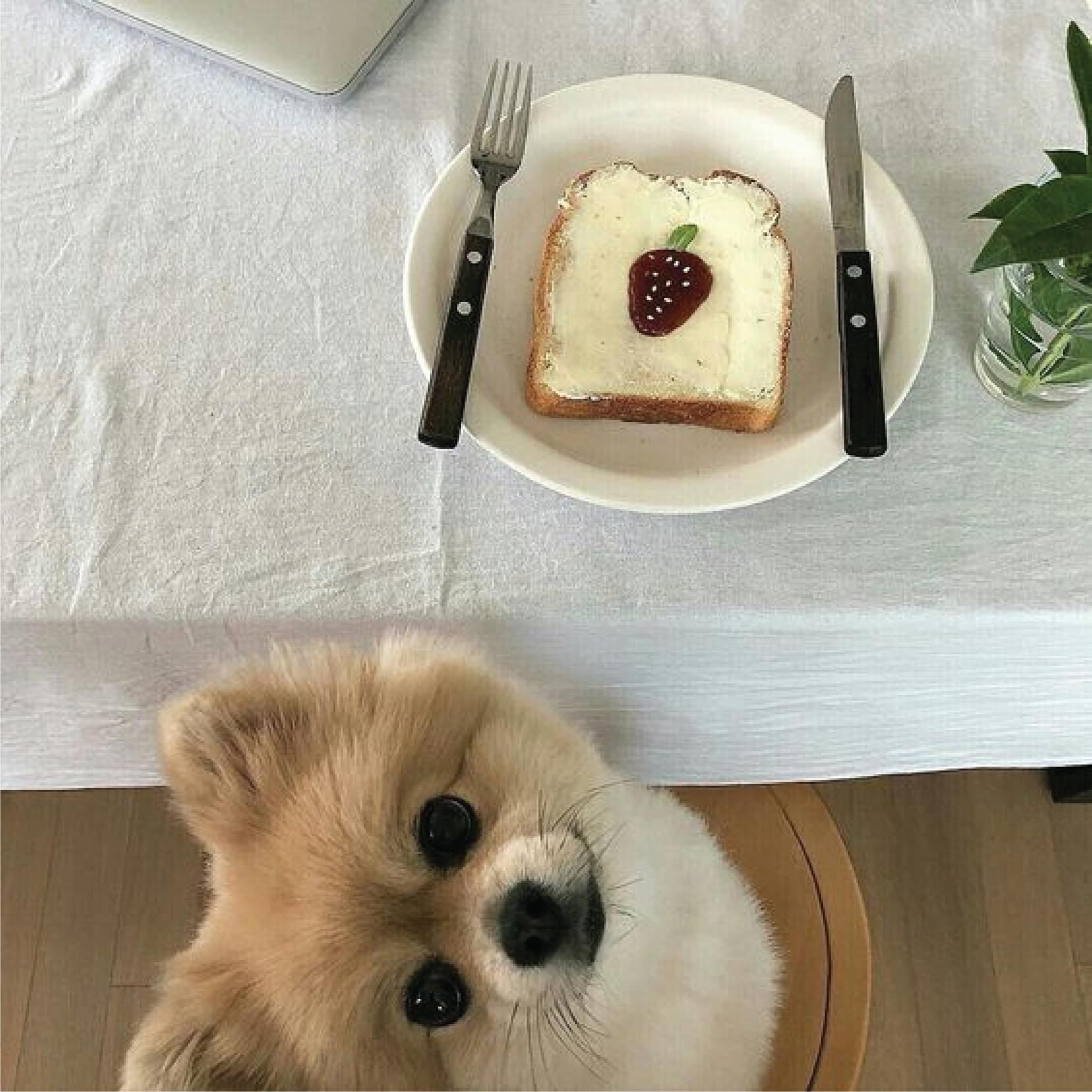 Доброе утро с собачками