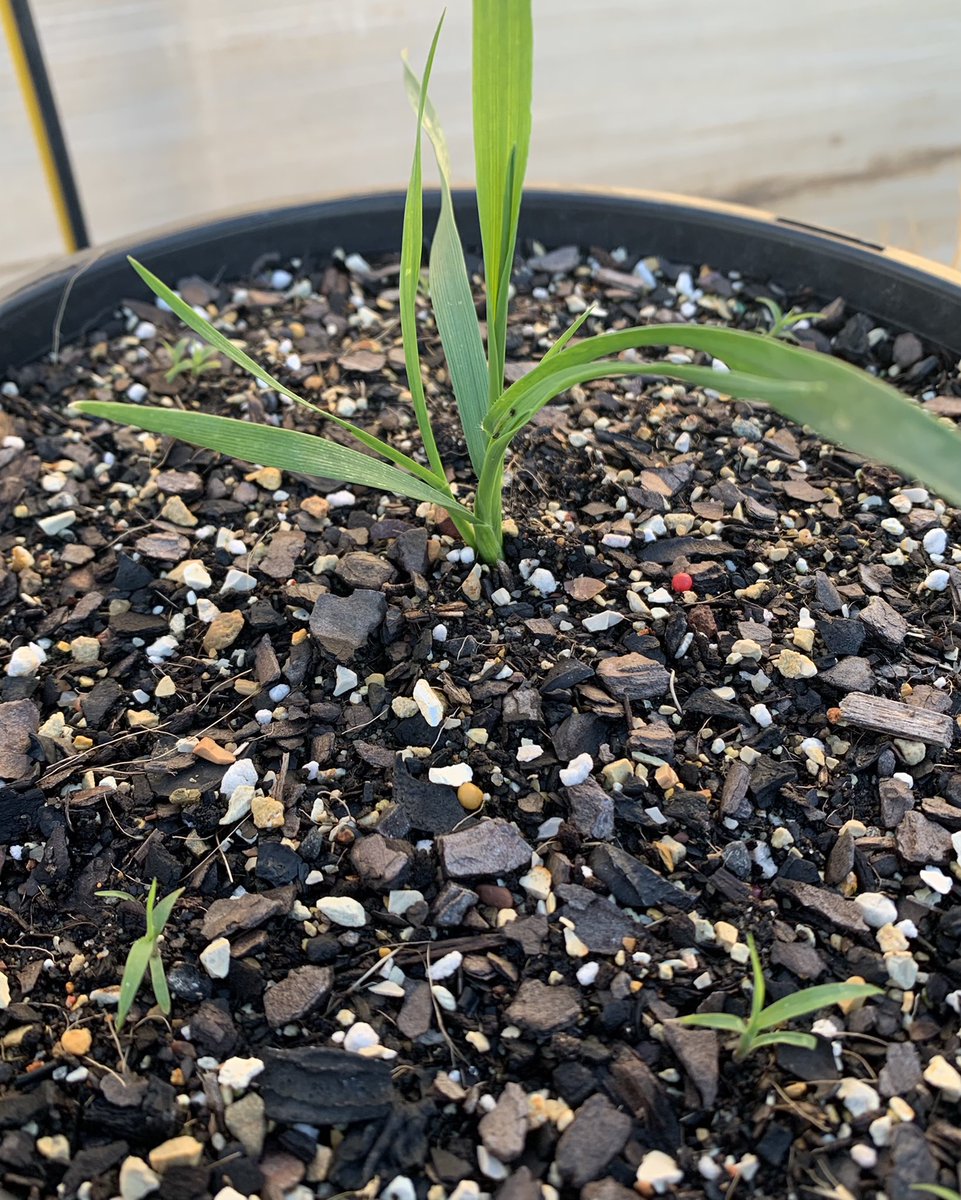 Prof (Weed Science) Bhagirath Chauhan tweet media