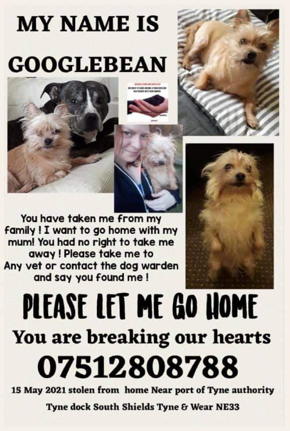 "Still missing... my best friend GOOGLEBEAN is still missing &amp; we still don't have a clue where he is.. my life has never been the same. 11 years we have been there for each other &amp; now he's gone.. but where??? Have you seen him do you know who's got him?"