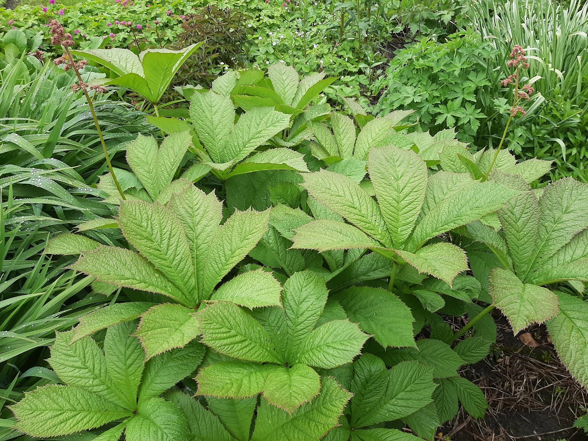 Heerlijkheyd's tweet photo. Een plant die geniet van deze natte periode de Rodgersia aesculifolia (Schout-bij-nacht).
#mijntuin #garden #jardin #garten #rodgersia #groenehart #polsbroek https://t.co/GeEoX3CTfq