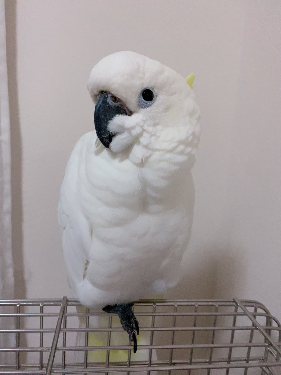 アルーキバタン Twitter Search