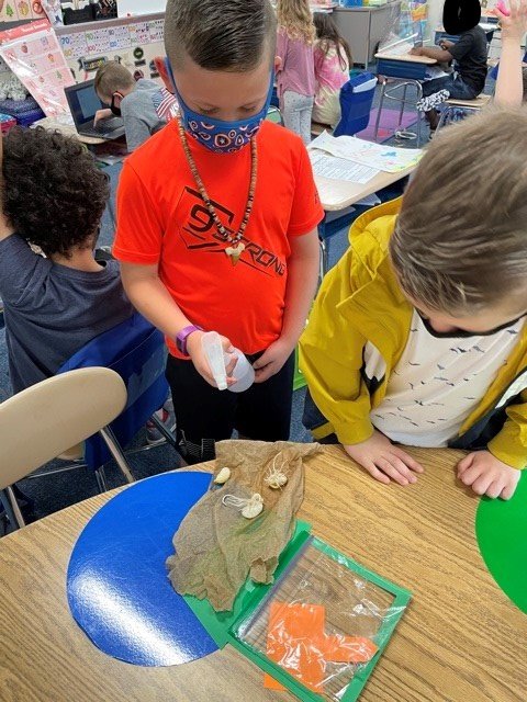 MTPScurriculum's tweet image. First graders in Mrs. McGuigan’s and Mrs. Park's class at Oak Knoll are learning how plants grow. #OakKnoll #science #TCIScience