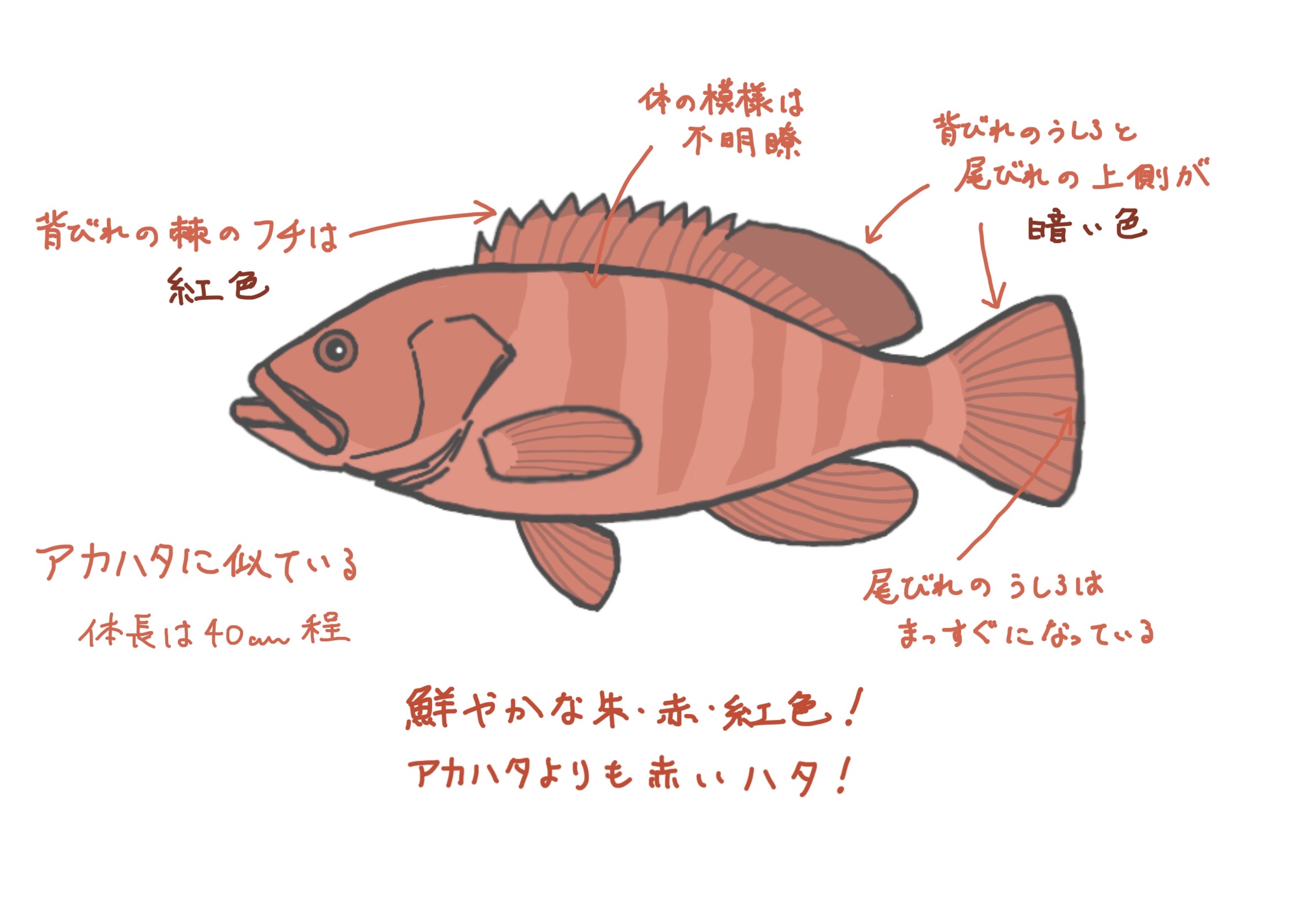 よづる ハタ科メモno 4 アカハタモドキ T Co Upsxacyvo0 Twitter