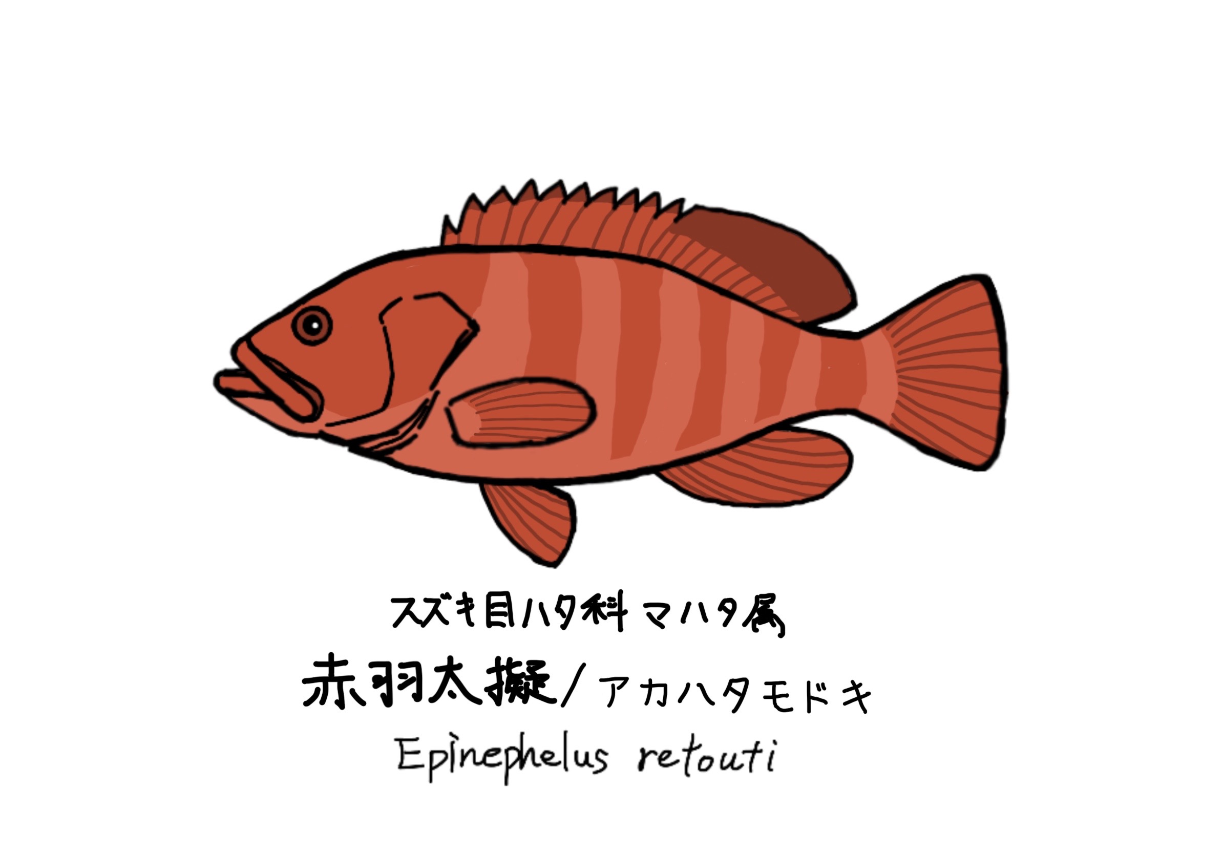 よづる ハタ科メモno 4 アカハタモドキ T Co Upsxacyvo0 Twitter