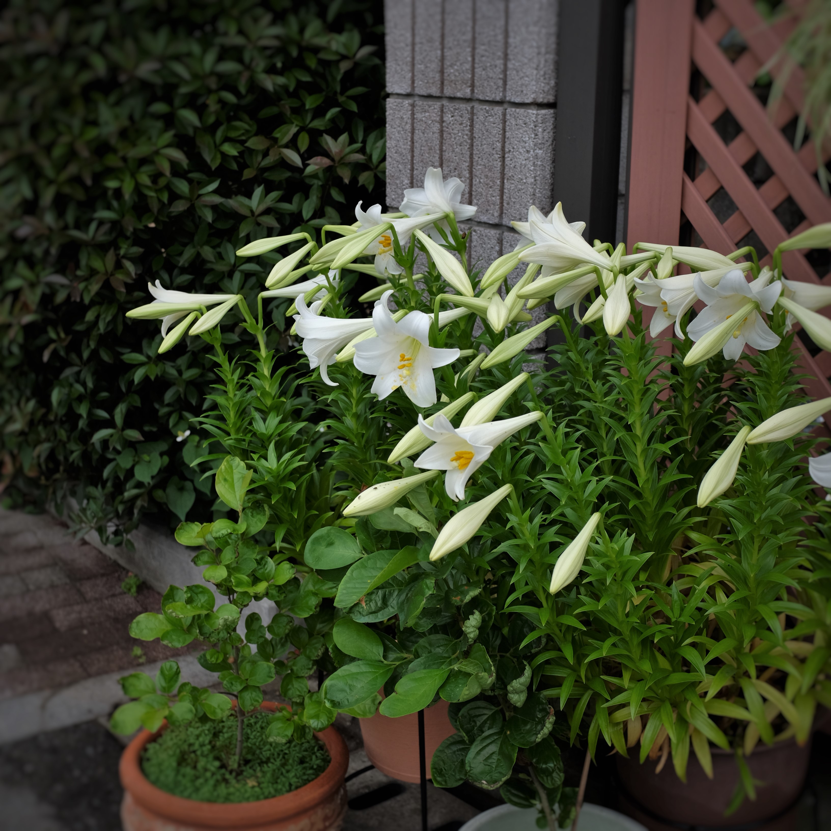 Twitter 上的 K Yamase Blenda 鉄砲ユリ 鉢植えの花ですが楚々とした風情があります 受胎告知の絵に出てくる白ユリは マドンナリリーと言われる 庭白百合 ニワシロユリ なのですが このテッポウユリに近い品種で 現在ではこのテッポウユリが マドンナリリーの