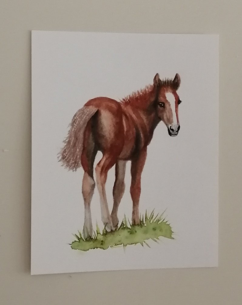 Tammyocanada's tweet photo. Finish it today.
Foal in watercolor.
#ArtDistraction https://t.co/TWf7PpVrDx