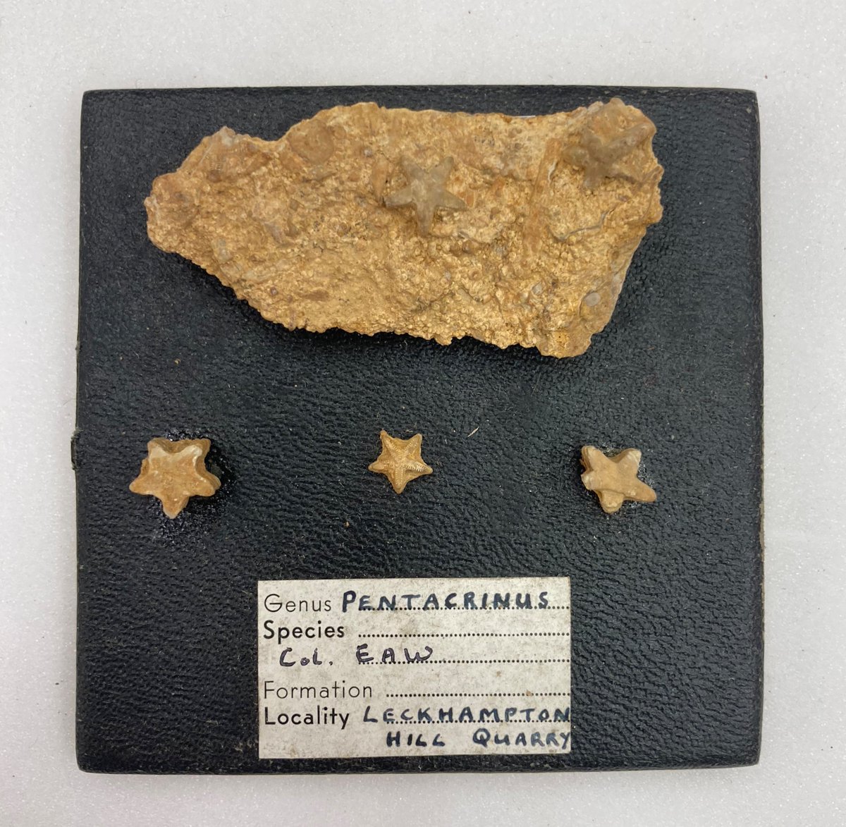 PMAGCollections's tweet photo. Pentacrinus is an extinct sea lily (also known as a crinoid) that attached itself to driftwood during its lifetime. They were alive during the Jurassic Period. These were segments of the sea lily's stalk and were found at Leckhampton Hill in the Cotswolds #FossilFriday https://t.co/LM0EWpvByj