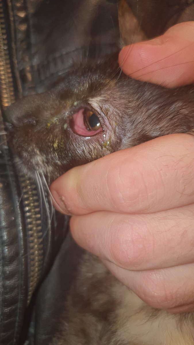 NALAOSLOAGRADEC's tweet photo. A la mayor le salio esto en el ojo fuimos al único veterinario de urgencias de la zona, la consulta eran 100 euros y nos dijo que fueramos sin dinero dejando el dni para pagar mas adelante pero alfinal nos dejo la consulta gratis y la peque solo tiene una conjuntivitis https://t.co/qgeBd5iQa6
