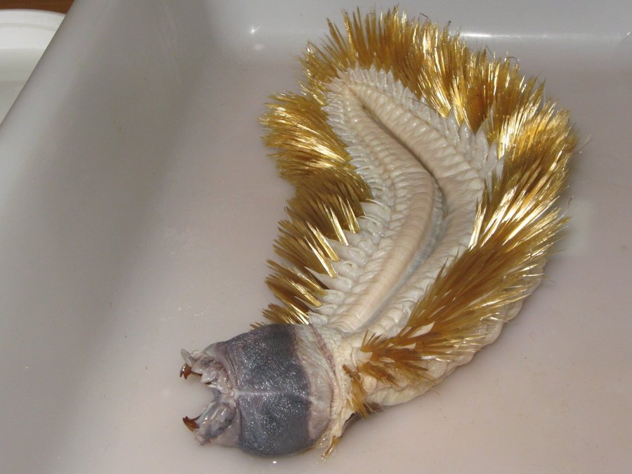 kirkcuts's tweet photo. YIKES i logged into reddit after years and found this image in my saved posts.... 

Giant Worm Discovered In Deep Antarctic Ocean.... https://t.co/g7F1jDmisc