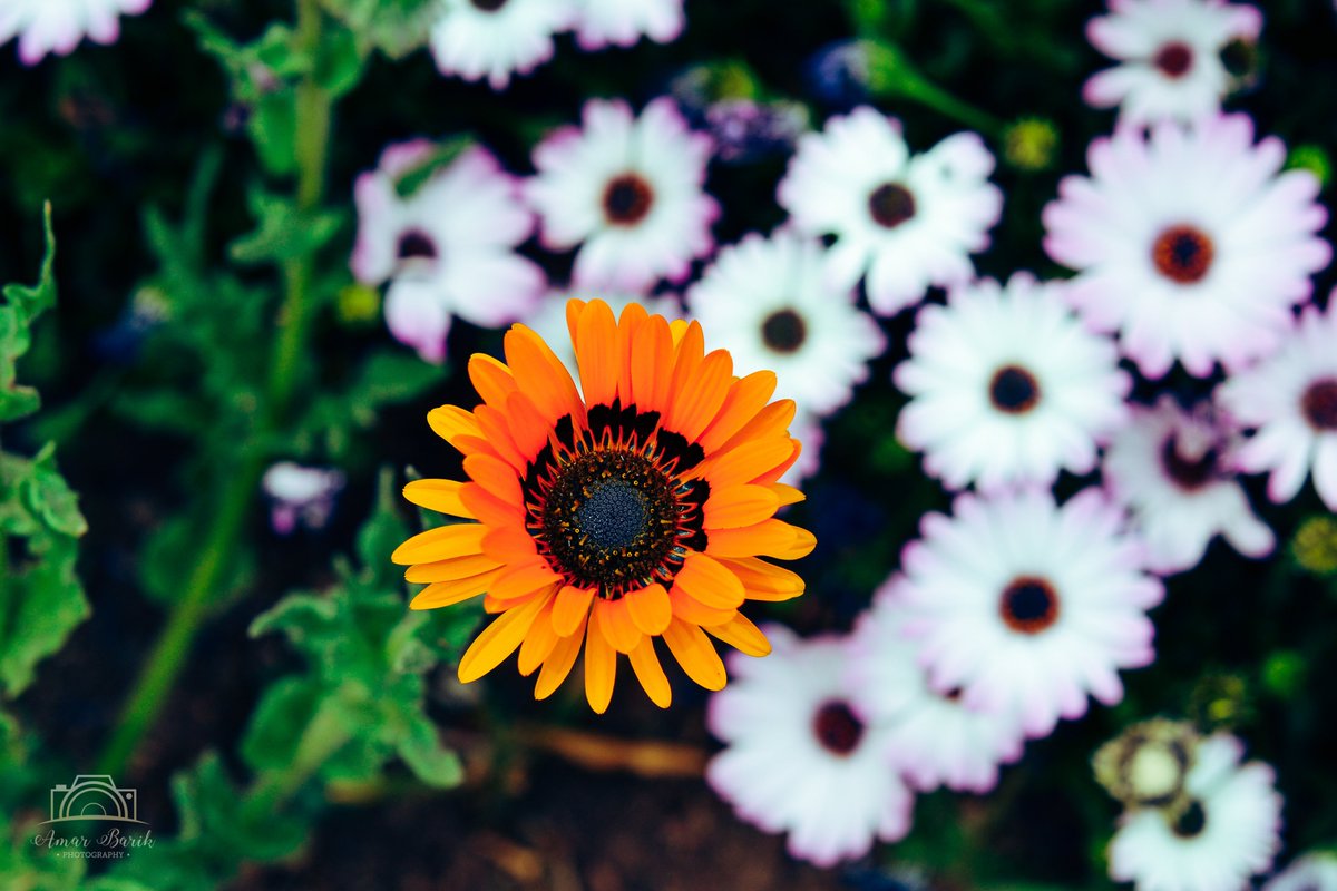 I tweet photograpsh...

No matter what they never forget to smile, even in storms!

#Clicks #Photography #SADiaries #Flowers