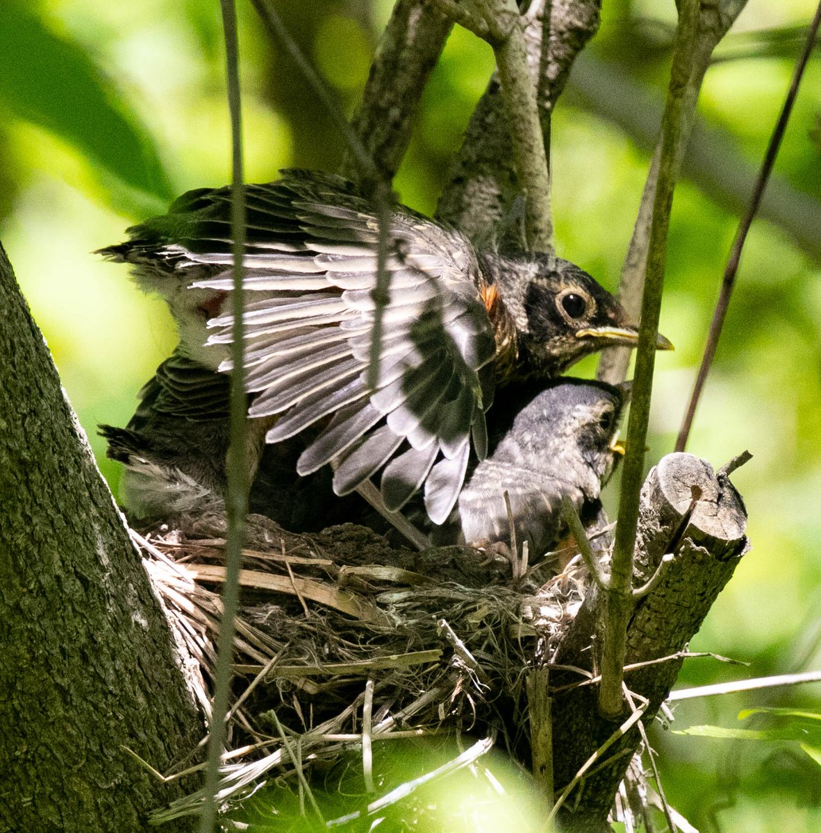 DarkWaterPhotos's tweet photo. Robin's nesting in Nordheimer Ravine. Toronto.

#Celebirdy #CityofTO #WildTO #Nesting #ActiveTO #TOBirdParty #SpringBirdFestival #TOParks #Nordheimer #MidtownTO #UrbanBirding #TORavines #LostRiverWalks #WalkTO https://t.co/R5PMOspsUo https://t.co/ihRUAcjfCK