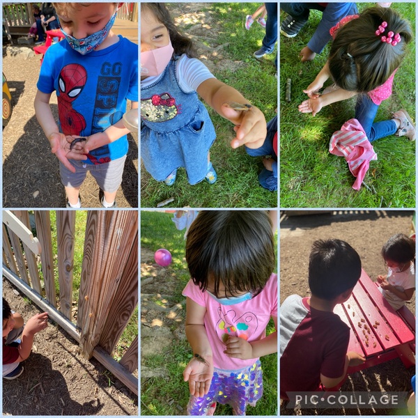 MainStreetCDC's tweet image. Spring is a wonderful time of year to have an insect study! This year has been particularly eventful as we watch the cicadas emerge and then listen for their sounds! 
#learninginaction #earlychildhoodeducation #cicadas