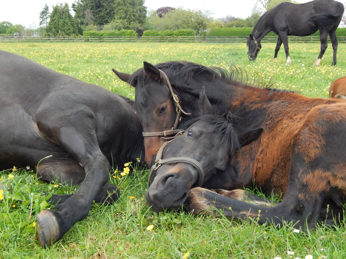 Caption this 🔽

Kaminari with her Land Force colt foal. 

#RPFoalGallery #FoalPhotos2021