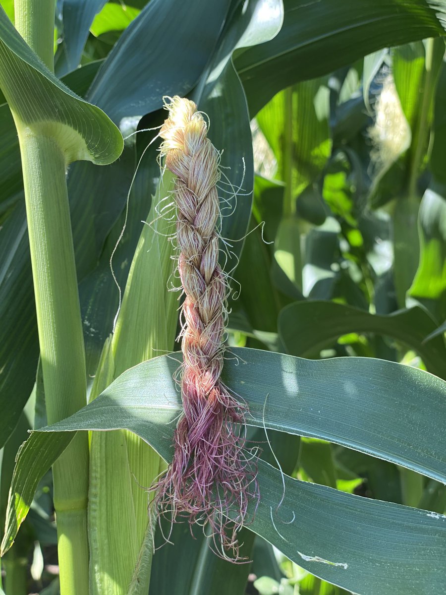 That oughta get her pollinated. Hair did, feelin sassy 💁🏼‍♀️