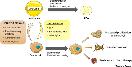 Drilling for Oil: Tumor-Surrounding Adipocytes Fueling Cancer <a href="/AdipoKToulouse/">Catherine Muller</a> <a href="/trendscancer/">Trends in Cancer</a> cell.com/trends/cancer/…