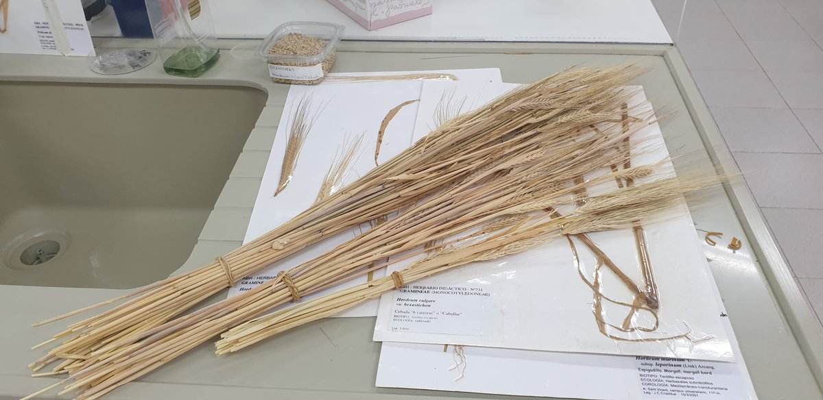 botcove's tweet photo. Finalitzem les sessions pràctiques de l'assignatura #Biodiversitat #Vegetal, realitzades totalment de manera presencial. Cal agrair la comprensió i felicitar l'alumnat per la seua bona actitud davant les mesures #Covid_19 @UA_Universidad @DelcienciasUA https://t.co/jJ8riXnq0N