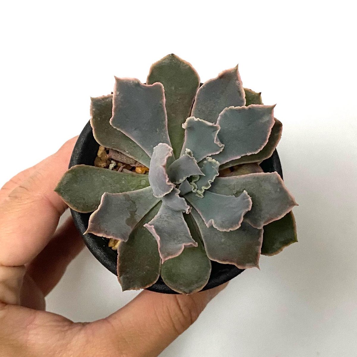 Tomozoo 本日の一株 Crassulaceae Echeveria Shaviana Pink Frills ベンケイソウ科エケベリア属シャビアナピンクフリル 本日の一株 Tomozoo エケベリア Echeveria 多肉植物 Succulent Plants Instagram T Co J7fp3ighfu T Tomozoo 本日の一株 Crassulaceae Echeveria Shaviana Pink Frills ベンケイソウ科エケベリア属シャビアナピンクフリル 本日の一株 Tomozoo エケベリア Echeveria 多肉植物 Succulent Plants Instagram T Co J7fp3ighfu T