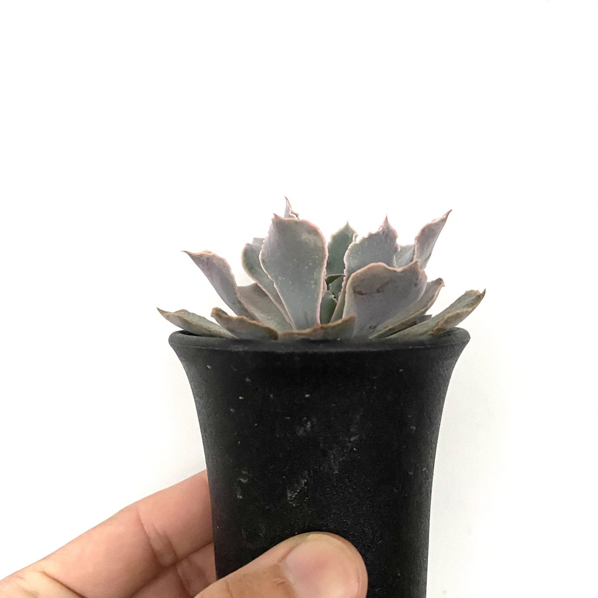 Tomozoo 本日の一株 Crassulaceae Echeveria Shaviana Pink Frills ベンケイソウ科エケベリア属シャビアナピンクフリル 本日の一株 Tomozoo エケベリア Echeveria 多肉植物 Succulent Plants Instagram T Co J7fp3ighfu T Tomozoo 本日の一株 Crassulaceae Echeveria Shaviana Pink Frills ベンケイソウ科エケベリア属シャビアナピンクフリル 本日の一株 Tomozoo エケベリア Echeveria 多肉植物 Succulent Plants Instagram T Co J7fp3ighfu T