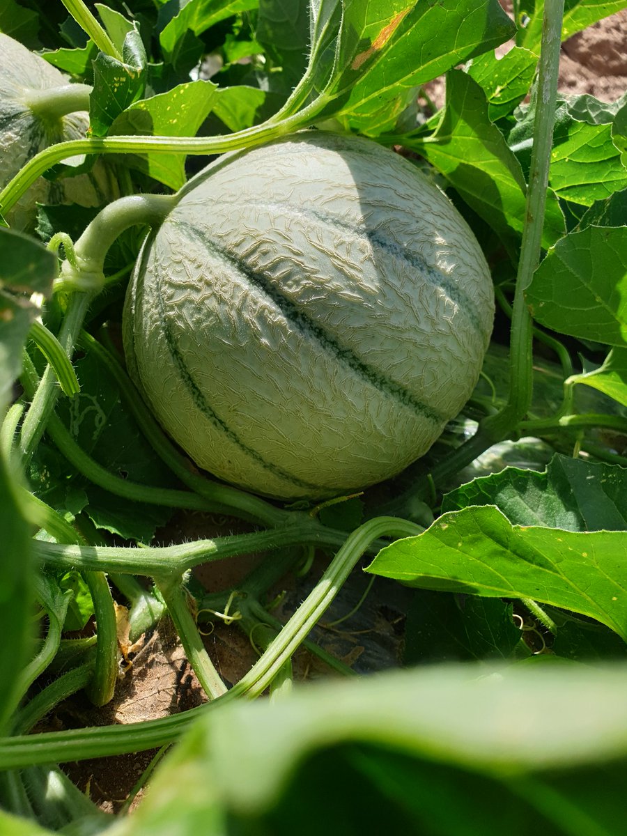 MartaSR15's tweet photo. 📷 Una imagen vale más que mil palabras 🙊
📍 Arlequín, de @SyngentaES
Destaca por su Calidad, Rendimiento y conservación del fruto.
⭐Espectacular.
#meloncharentais #charentais #campodecartagena #Agricultura #AlimentacionSaludable #frutas https://t.co/hcZlhN1Sak
