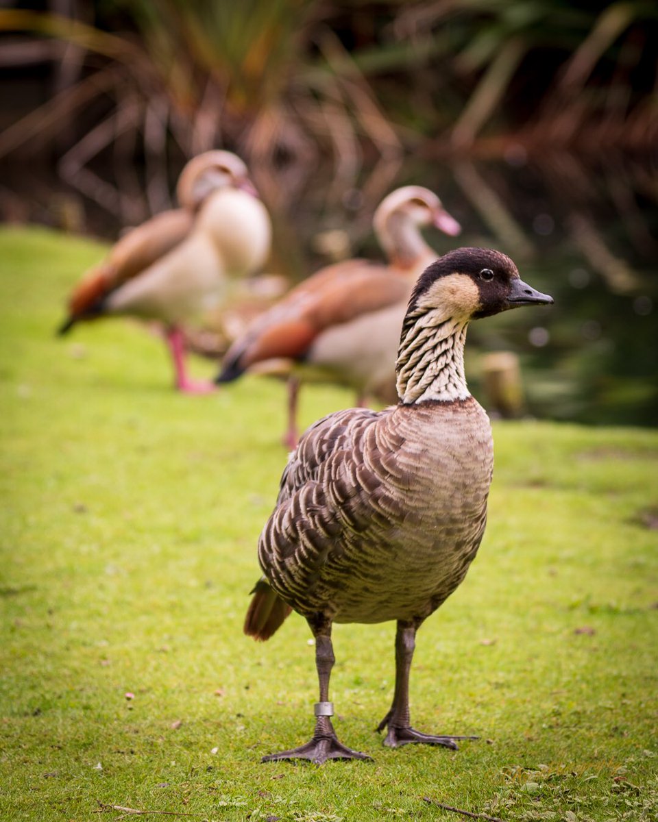 Cracking day out with my favourite birder @nature_girl_ at <a href="/WWTLondon/">WWT London Wetland Centre</a>. It was so nice to be back here again and the weather was even kind to us.