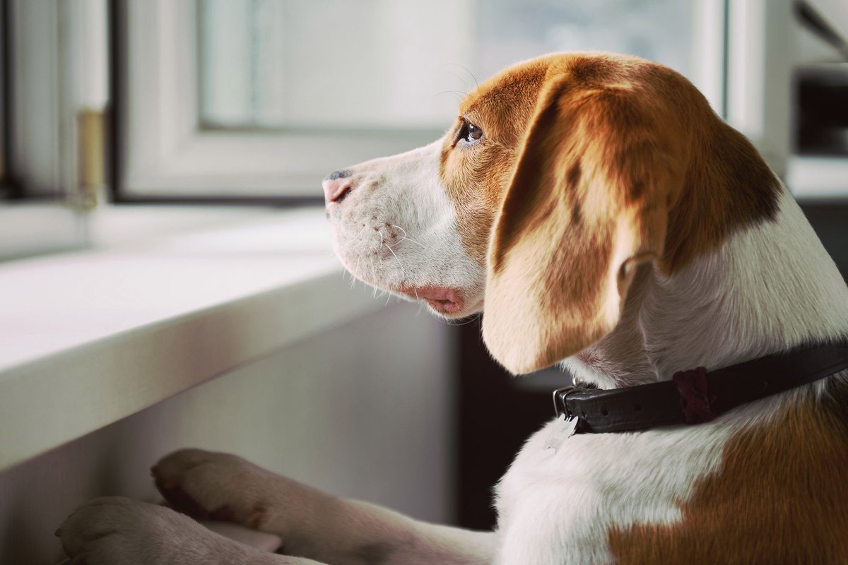 WrightBroadcast's tweet photo. Great to be working with MORE THAN pet insurance and animal behaviour expert Karen Wild today discussing how the easing of lockdown restrictions has impacted on the nations pets.

Fantastic day of interviews lined up with more to come next week #PR #Broadcast https://t.co/CyURHMa5Ol