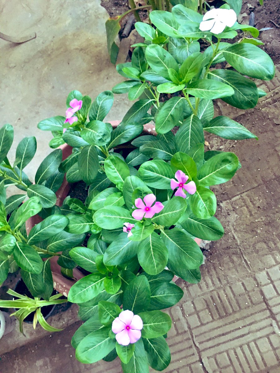 anahitanpeter's tweet photo. My personal ‘pots of happiness’! ...grown from seed. #plants #gratitude #feels #keepsane https://t.co/N9sG5y19Vq