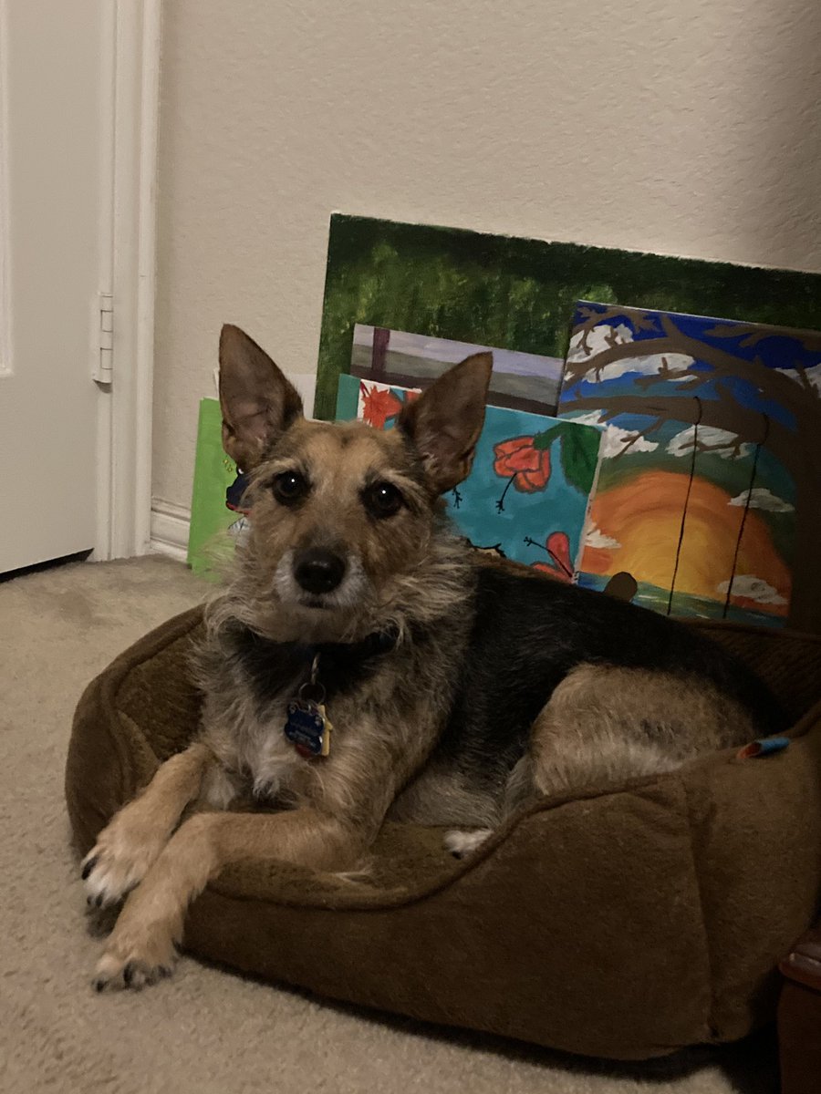 HerbieMooland's tweet image. Ever just feel like sitting next to a bunch of artwork like a model? 🖼 #modelvibes #posingforthecamera #dogsoftwitter #art