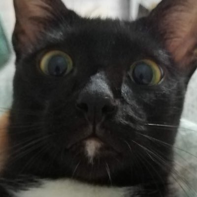ninchcum's tweet photo. #NewProfilePic https://t.co/oFI1E5p032