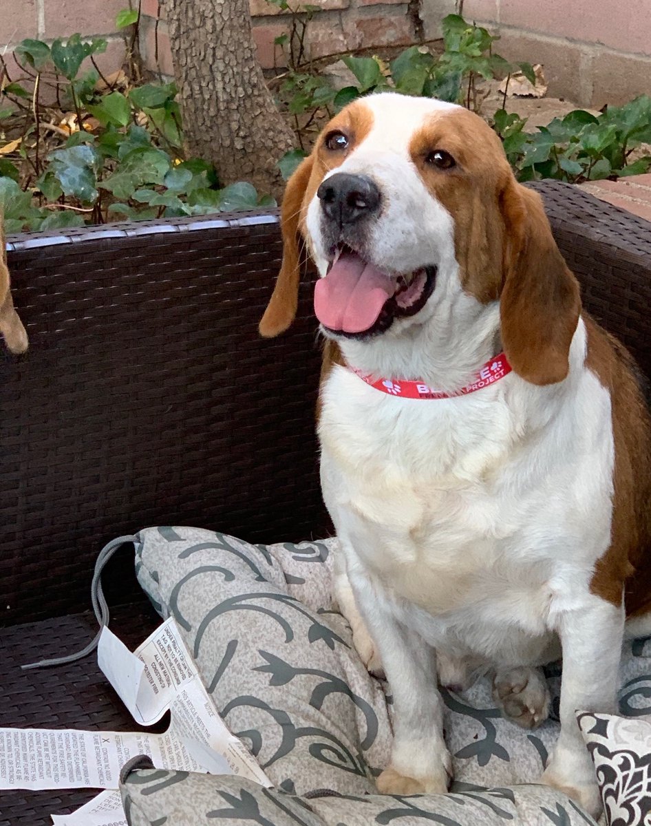 beaglefreedom's tweet photo. BFP’s Payton is officially ADOPTED! BFP rescued Payton along with 12 other beagles from the horrors of animal testing earlier this year. Payton has adjusted well and loves the California sun! He is the biggest cuddle bug, enjoys carrots and apples and playing the backyard! 🙌 🐶 https://t.co/4P9Ce40aec