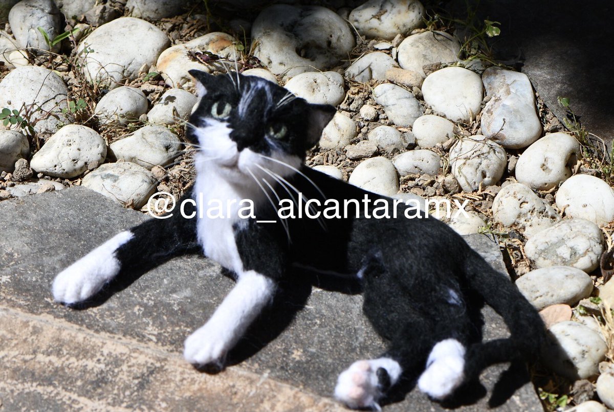 clarapinttora's tweet photo. -Un gato tiene absoluta honestidad emocional. Los seres humanos, por una razón u otra, pueden ocultar sus sentimientos, pero un gato no lo hace.-Ernest Hemingway. #opencommissions #cat #felting https://t.co/eMS56rmnBM