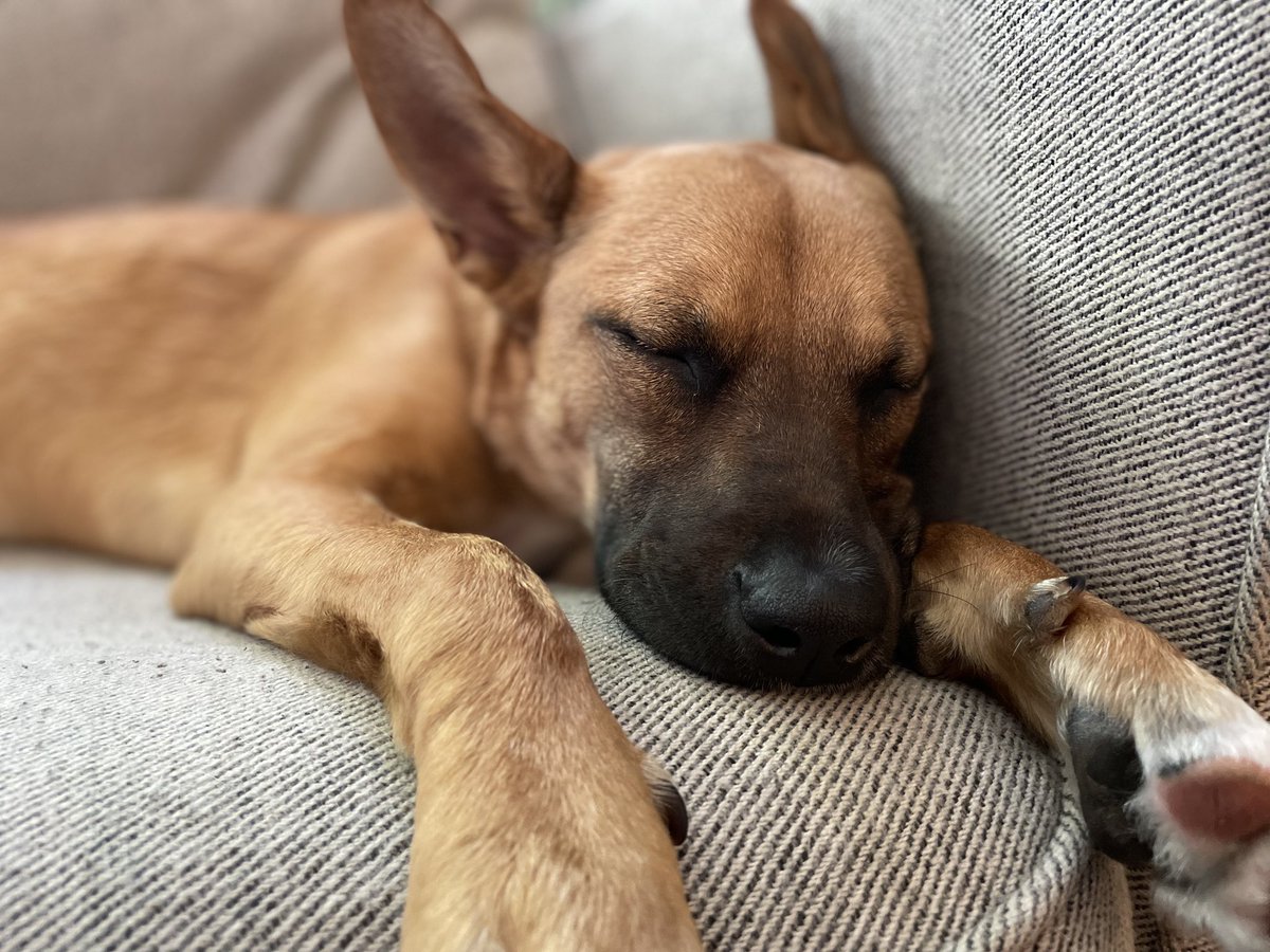 zsender's tweet photo. This whole time I’ve been worried about my pup having separation anxiety and now that I’m about to be gone for 6 days in more worried about my own. https://t.co/n5nV4Z8Mhw