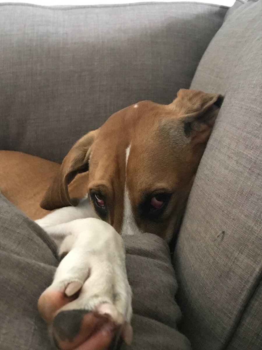 MsMolly_Maggie's tweet photo. Stop it! Just stop it! #whenyourecuteandyouknowit #dogsofinstagram #toocute https://t.co/8DHfrkP5ar