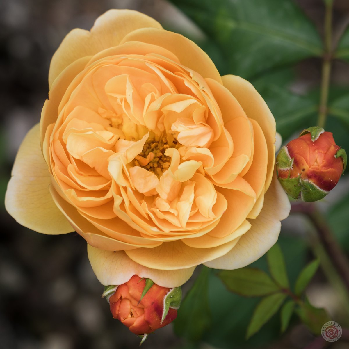 L_ODO_ROSA's tweet photo. Roald Dahl, @DAustinRoses. La potete ammirare nel #roseto del @Vittoriale insieme alle altre 500 varietà, fra antiche e moderne, provenienti da tutto il mondo | https://t.co/0skAlSUIj6 | #Lodorosa #giardino #rosa #rosegarden #RoseInglesi #GardoneRiviera #LagodiGarda #inLombardia https://t.co/1fhO3akOvH