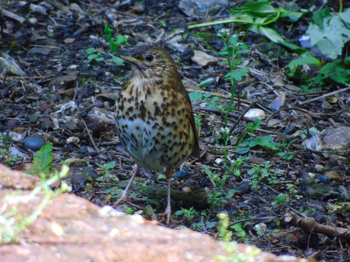 FerryBirder's tweet photo. @OareGPW has a lot to offer nature lovers. A very smart CP. #GreyWag #Songthrush #Butterflies, lots of babies, #Moorhen #Cygnets #Tits #Woodpeckers #Sprawk #Jay etc the whole place is a cocophony of bird song. Well worth the visit. (Was my playground as a boy before CP) https://t.co/YrugLRRX2P