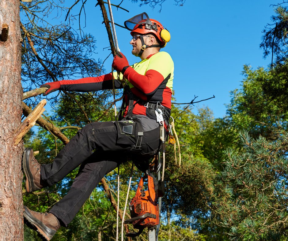 We take pride in our service to you! Visit our website for more information! ✅
💻- treecaresolutions.com
#Treework #Arborist #Arblife #Treelife #TreeCare #Tree #TreeClimbing #TreeClimber #TreeSurgeon #Chainsaw #Forestry #Treeworker #Arborists #Chainsaw #Nature #IL