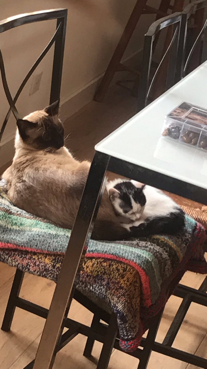 GoldVision98's tweet image. J’tweet peu donc au pire j’envoie quelques photos, why not
(A gauche Boo, à droite un chaton qu’on garde 1 semaine)