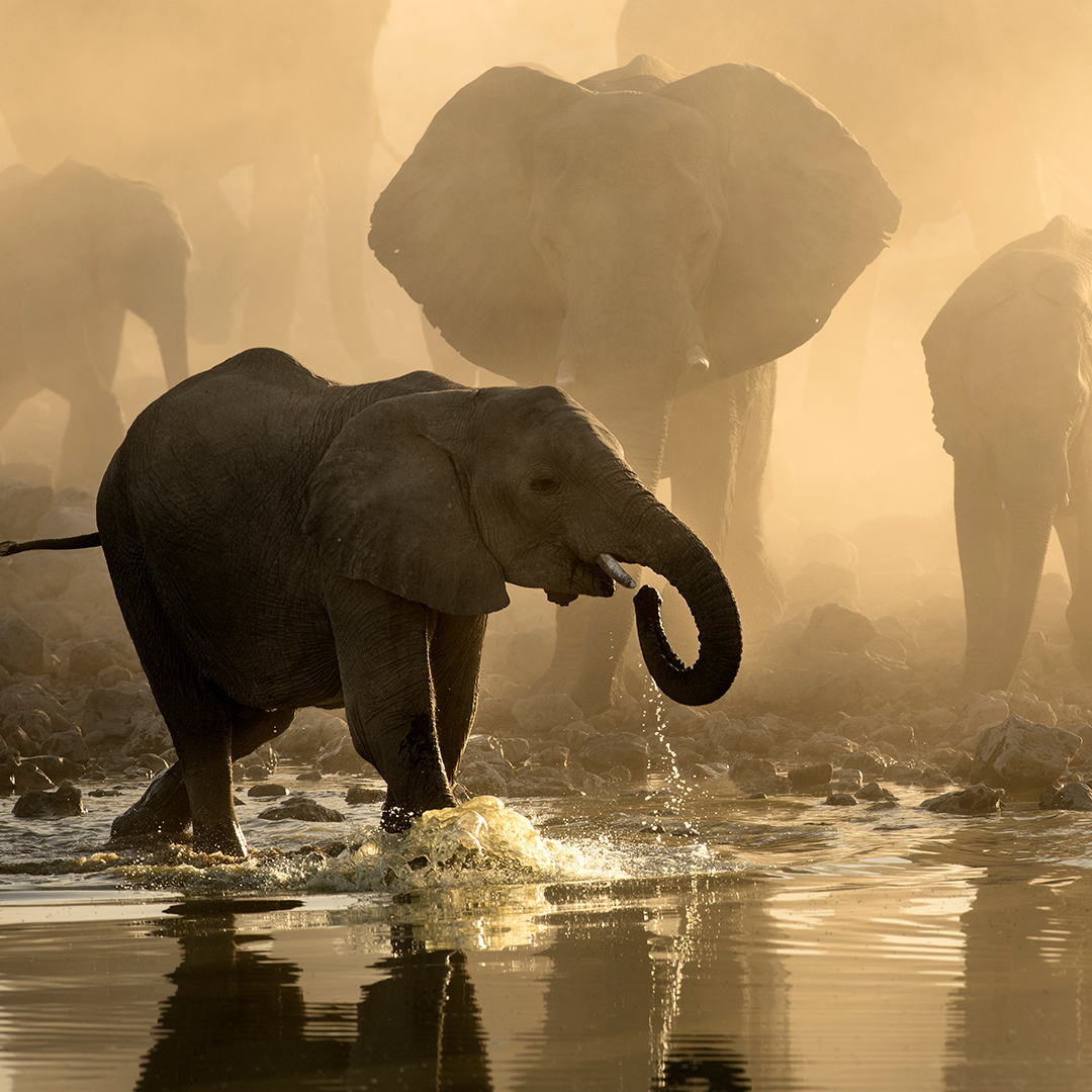 wgcu's tweet photo. โ๏ธSummer โ๏ธ is here and these animals know how to keep cool. ๐ฆ
Life at the Waterhole airs tonight at 8 pm on WGCU @PBS and is also available to stream on the PBS Video app.
#TheWaterholePBS https://t.co/nHIe59T3uG