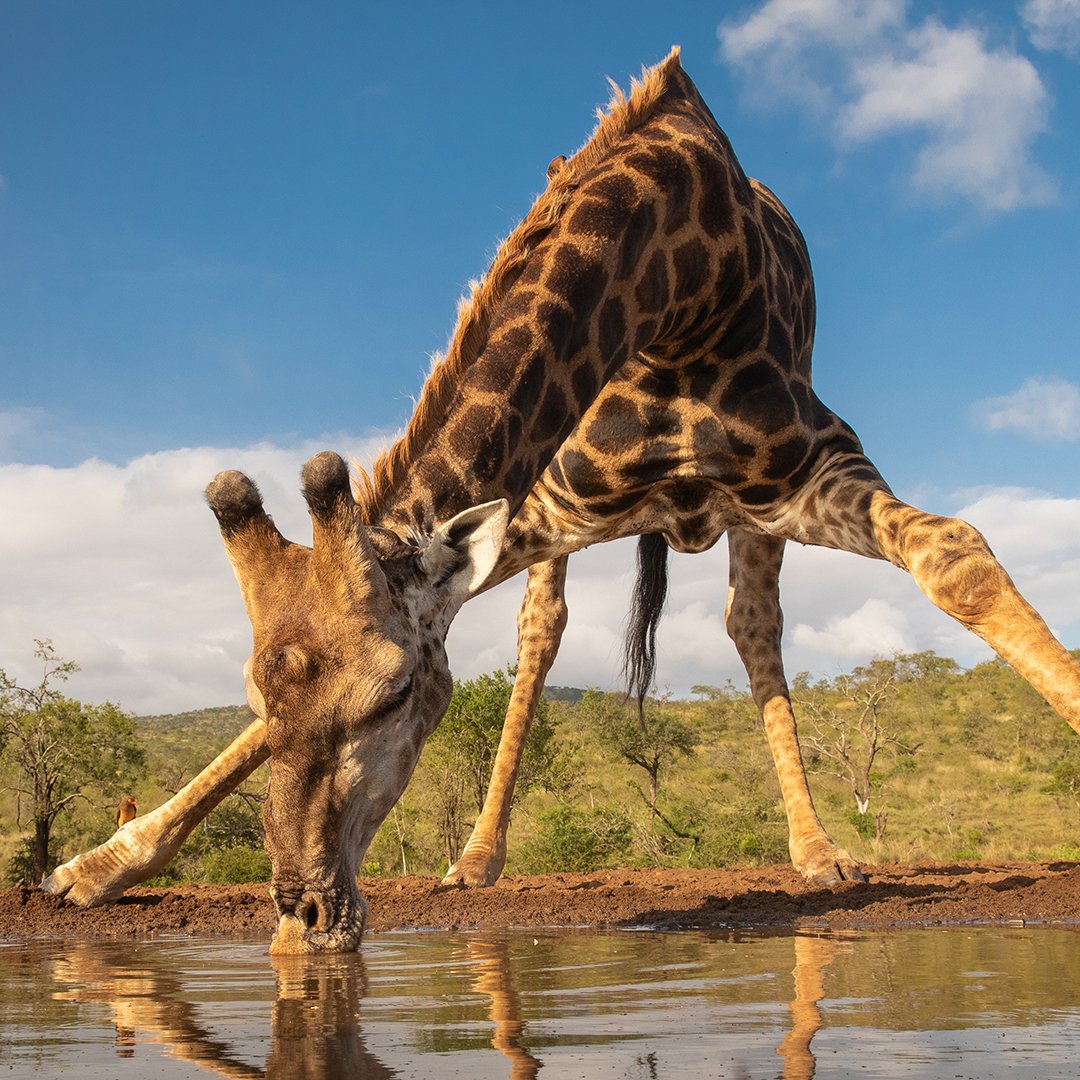wgcu's tweet photo. โ๏ธSummer โ๏ธ is here and these animals know how to keep cool. ๐ฆ
Life at the Waterhole airs tonight at 8 pm on WGCU @PBS and is also available to stream on the PBS Video app.
#TheWaterholePBS https://t.co/nHIe59T3uG