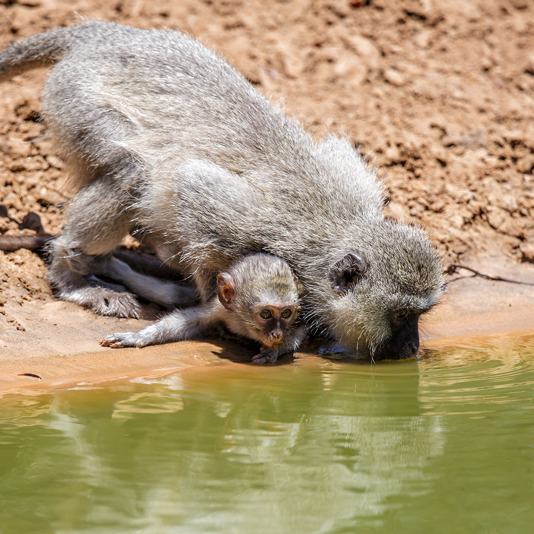 wgcu's tweet photo. โ๏ธSummer โ๏ธ is here and these animals know how to keep cool. ๐ฆ
Life at the Waterhole airs tonight at 8 pm on WGCU @PBS and is also available to stream on the PBS Video app.
#TheWaterholePBS https://t.co/nHIe59T3uG