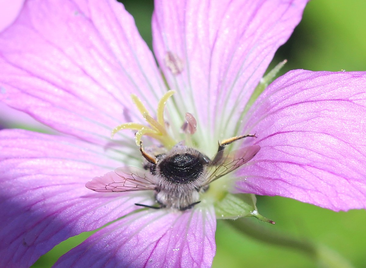 Seize the day! #cutebeebutt #bcnativebees <a href="/BCNativeBees/">Native Bee Society of BC</a>