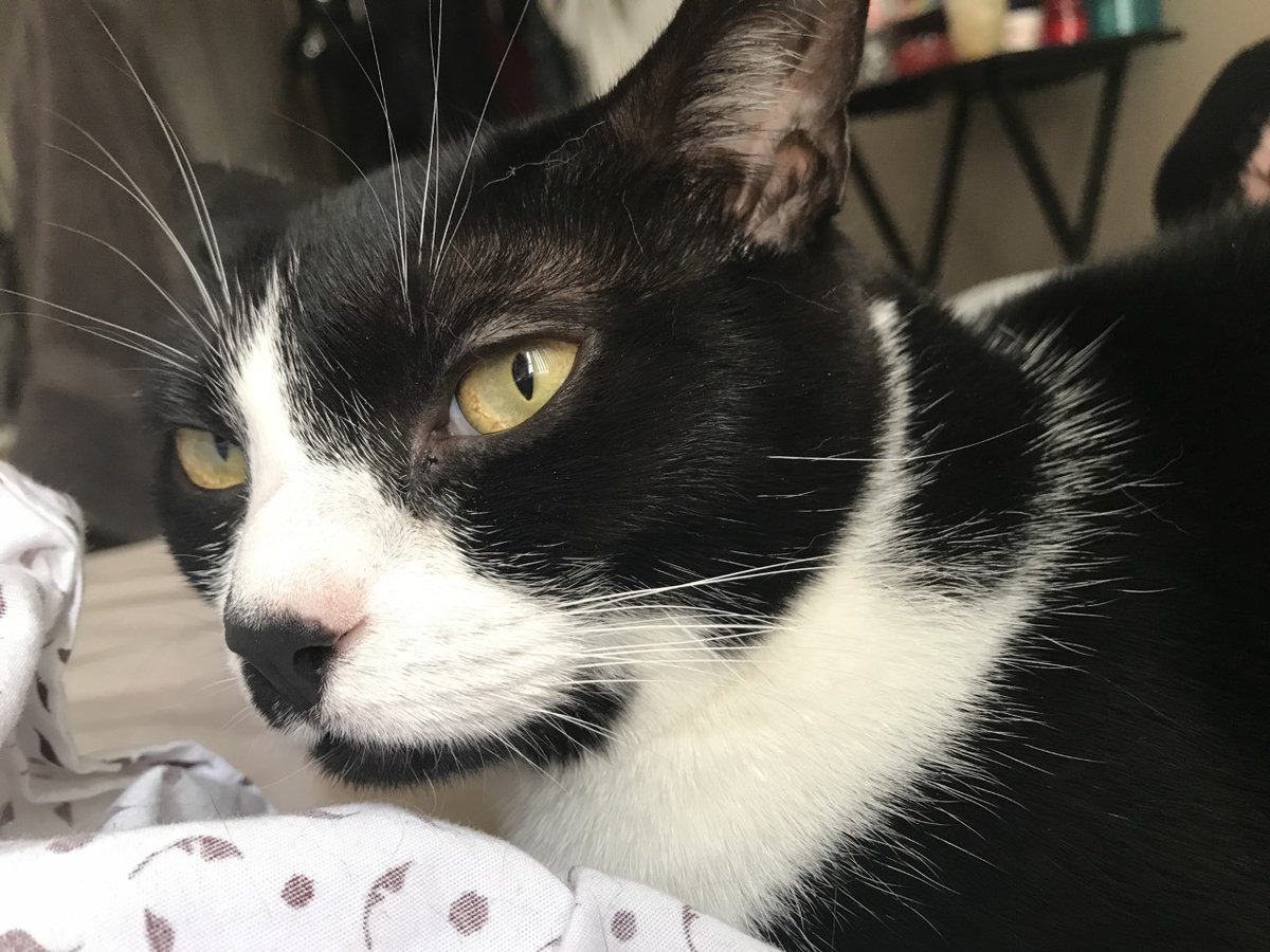 Kaitlyn93118898's tweet photo. @LeblancCara Can I bring my cat?
Image by Kaitlyn Adams; used with permission under Creative Commons (commercial use allowed); May 2021
#ABTatUFV #ABTPod3 #AdventureFV https://t.co/lCULgMZkcs