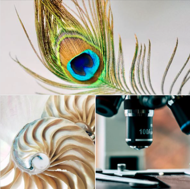 We are very proud to announce that NatureMaker (our newest program in collaboration with <a href="/ASULibraries/">ASU Library</a>) has won the 2021 <a href="/ASU/">Arizona State University</a> President’s Award for Innovation!!

Learn more about our NatureMaker space at biomimicry.asu.edu/naturemaker/

#biomimicry #asu #innovation #inspiredbynature