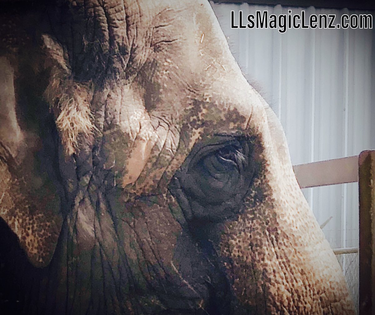 LLsMagicLenz's tweet photo. #ElephantPhotography #LLsMagicLenz #PhotographerforHire https://t.co/yRps9wtjZO
