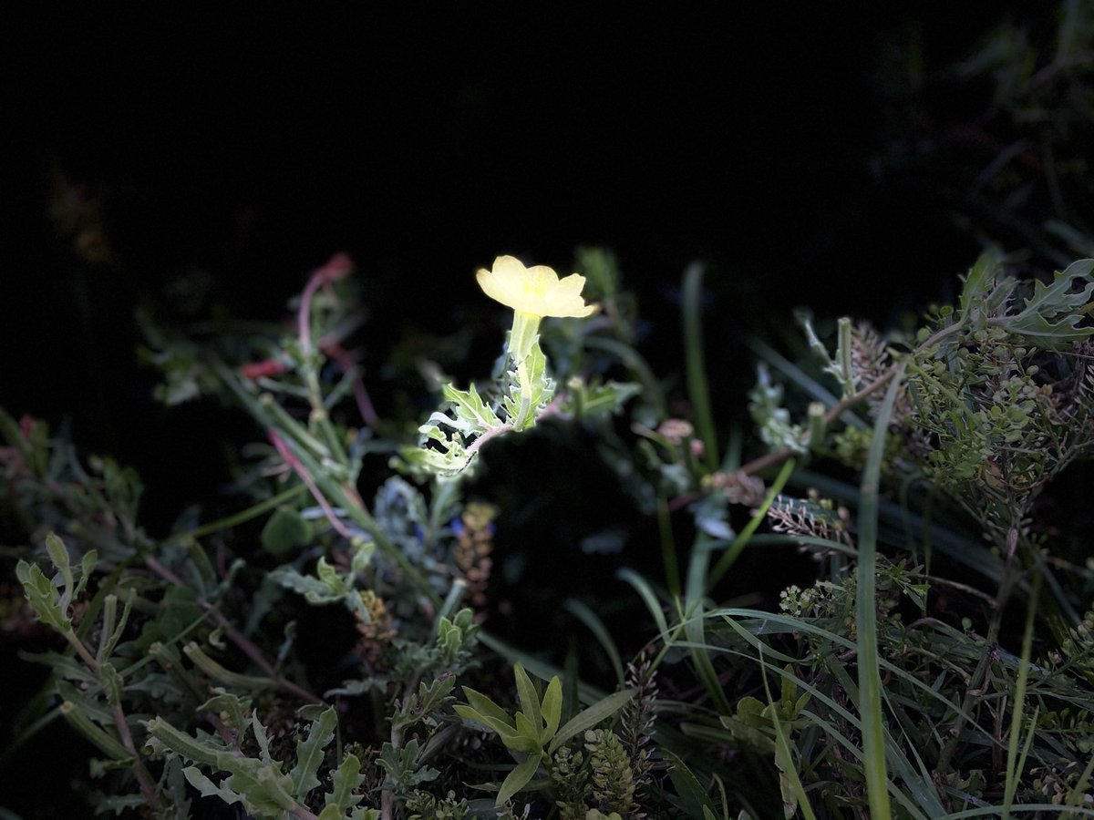 Hi, Happy Wednesday 🌻

Who knew the coin would bloom again?? 
🙋‍♀️🙋🙋‍♂️

Get this beaut before it’s gone! 
👇
opensea.io/assets/0x495f9…

#nfts #opensea #beautifulnft #nftflower #nftnature #badassnfts #bloom #NFTartist #nftsale