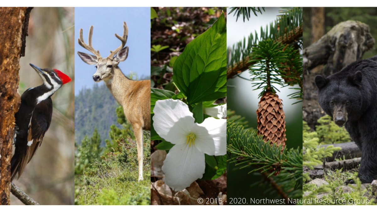 KaitisTherese's tweet photo. 6/6 Almost half of Earthβs beings depend on forests. Wider ecological understanding with the help of acoustic technology can inform forest practices that better support wildlife, earth systems, and sociocultural values. #POEcap #ENVIR492 #thesoundofscience https://t.co/HDWQS0BDHh