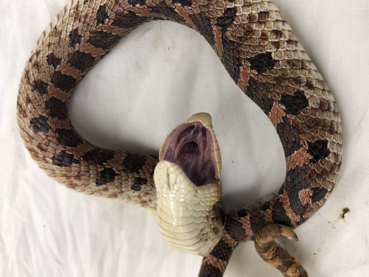 afrosuchia's tweet photo. Do you have a flair for the dramatic? If so, you will love this Southern Hognose (Heterodon simus) ๐คฉ๐ป #BoopableSnoot https://t.co/mvpIqawAc3