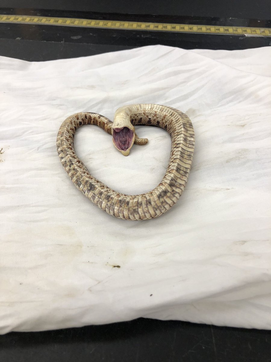 afrosuchia's tweet photo. Do you have a flair for the dramatic? If so, you will love this Southern Hognose (Heterodon simus) ๐คฉ๐ป #BoopableSnoot https://t.co/mvpIqawAc3